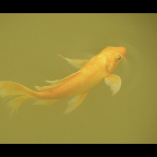 鯉（Gaurav S. Patil）2008